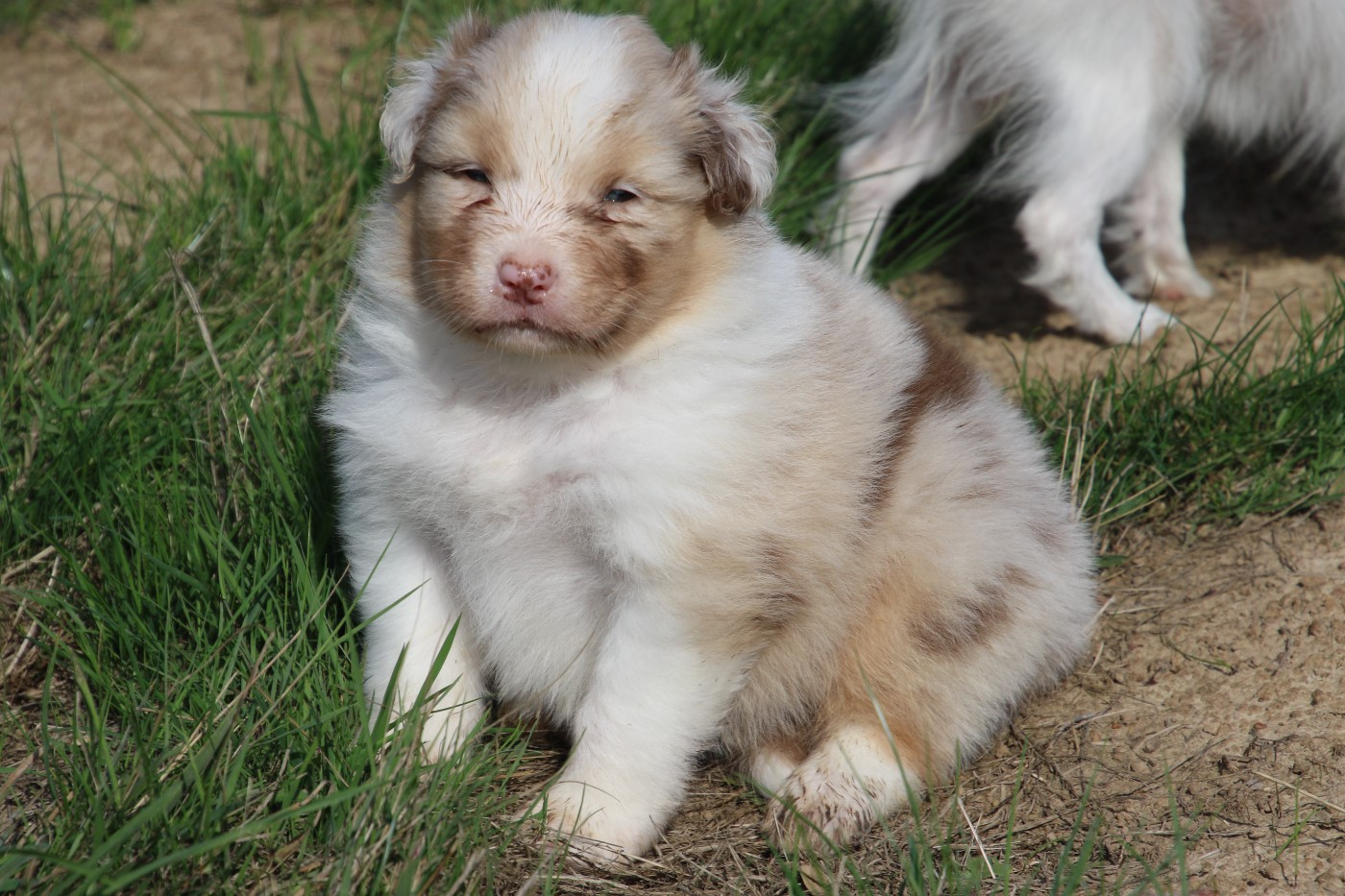 Du Domaine De La Canurie - Chiots disponibles - Berger Australien