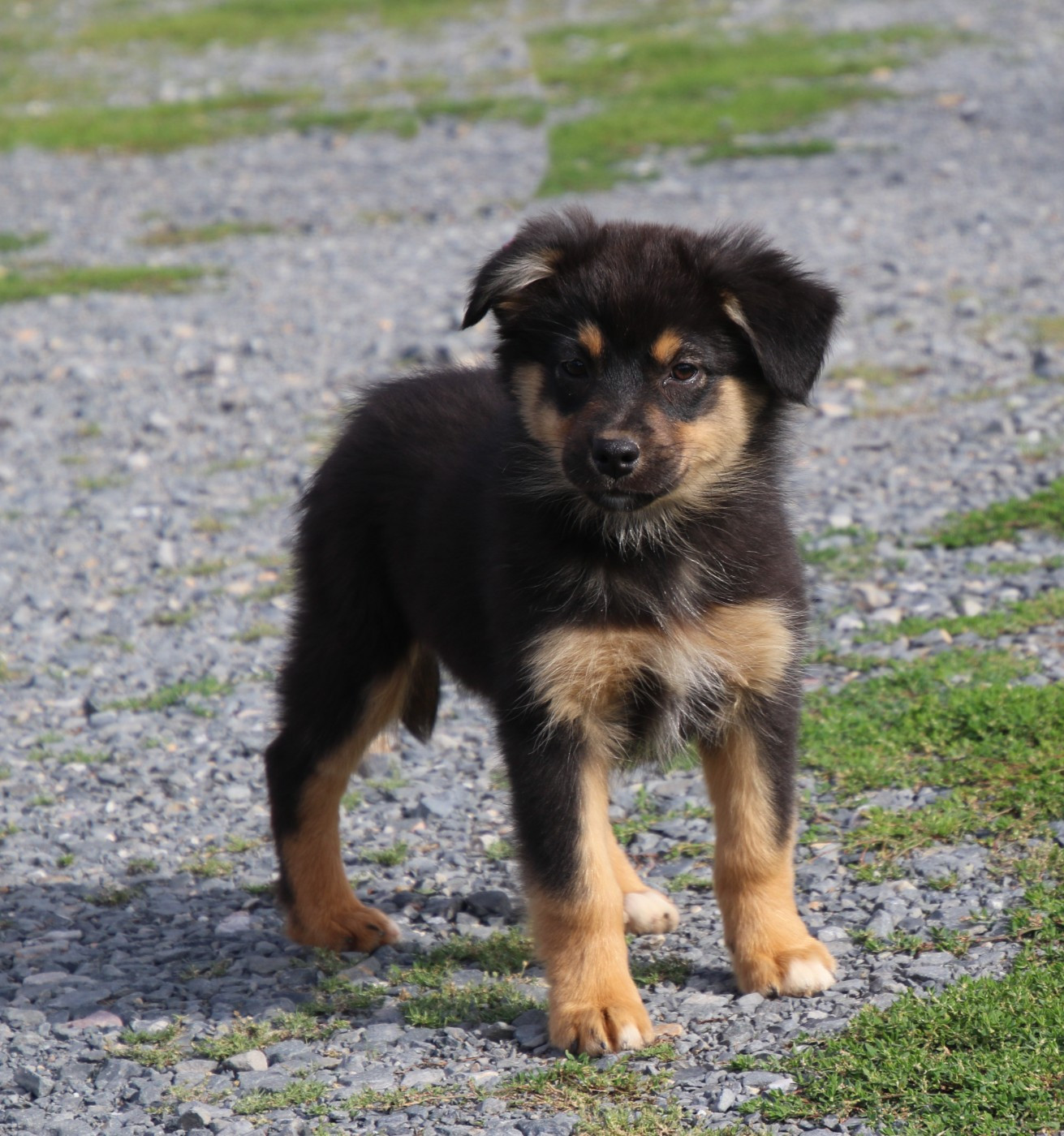Du Domaine De La Canurie - Chiots disponibles - Berger Australien