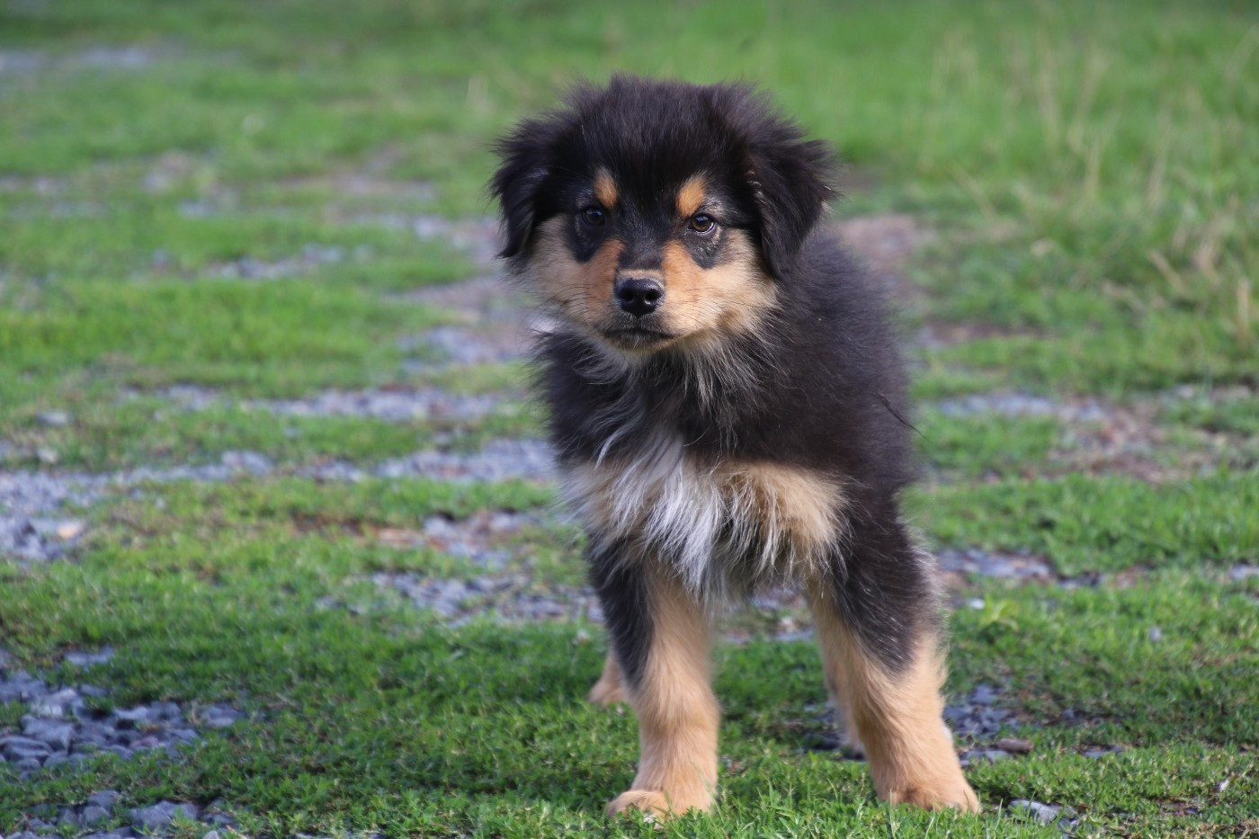 Du Domaine De La Canurie - Chiots disponibles - Berger Australien