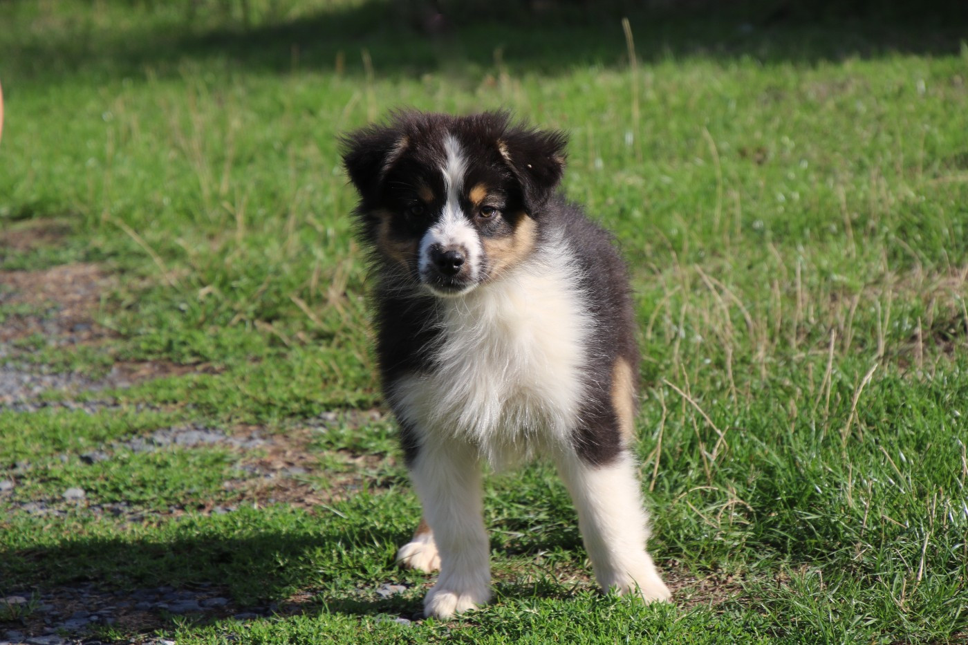 Du Domaine De La Canurie - Chiots disponibles - Berger Australien