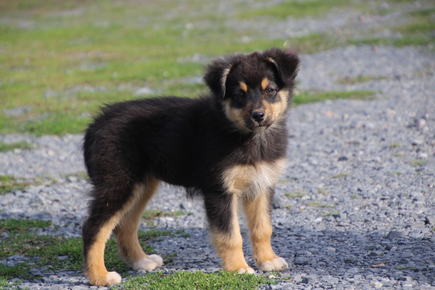 Du Domaine De La Canurie - Chiots disponibles - Berger Australien