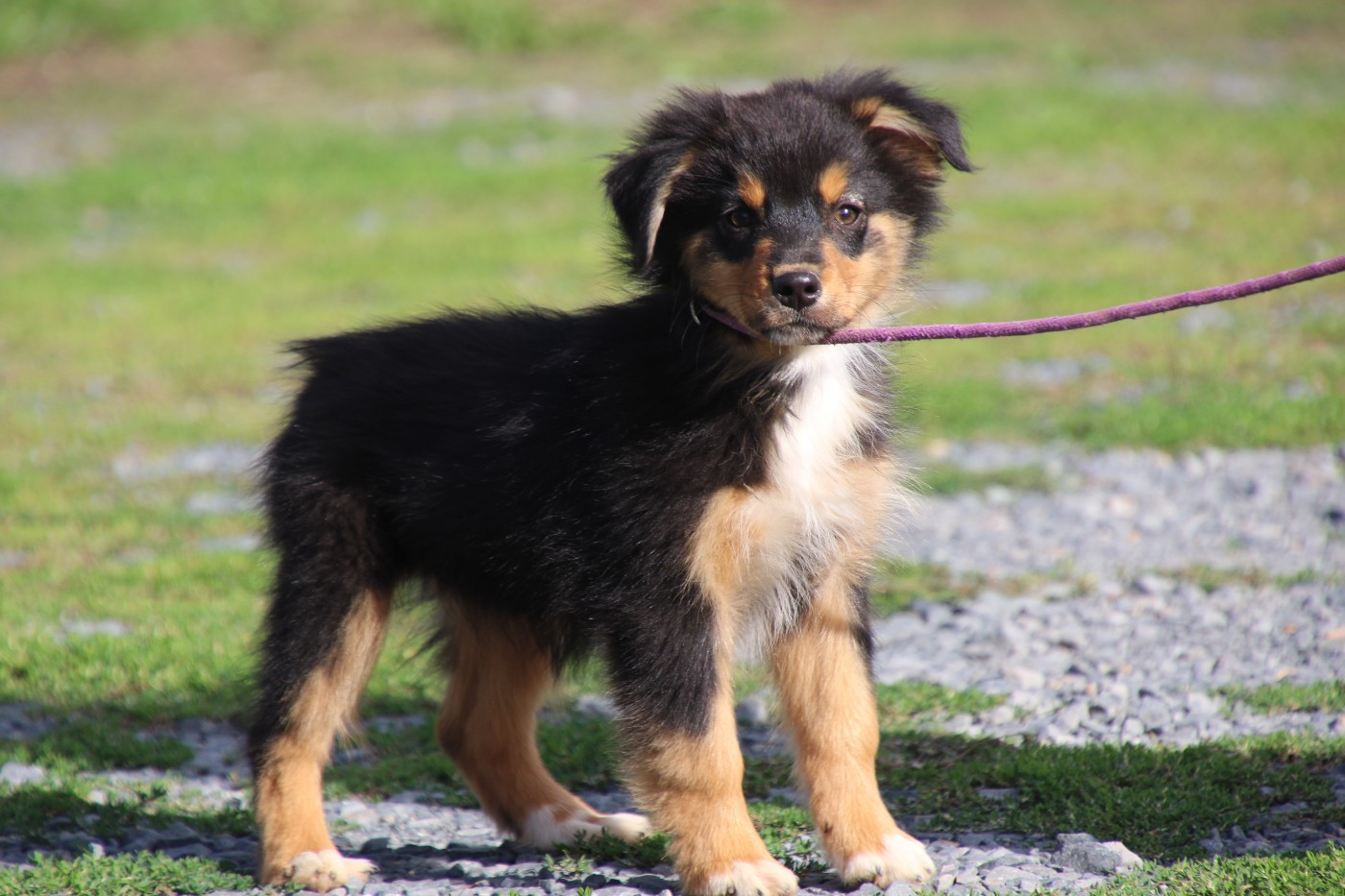 Du Domaine De La Canurie - Chiots disponibles - Berger Australien
