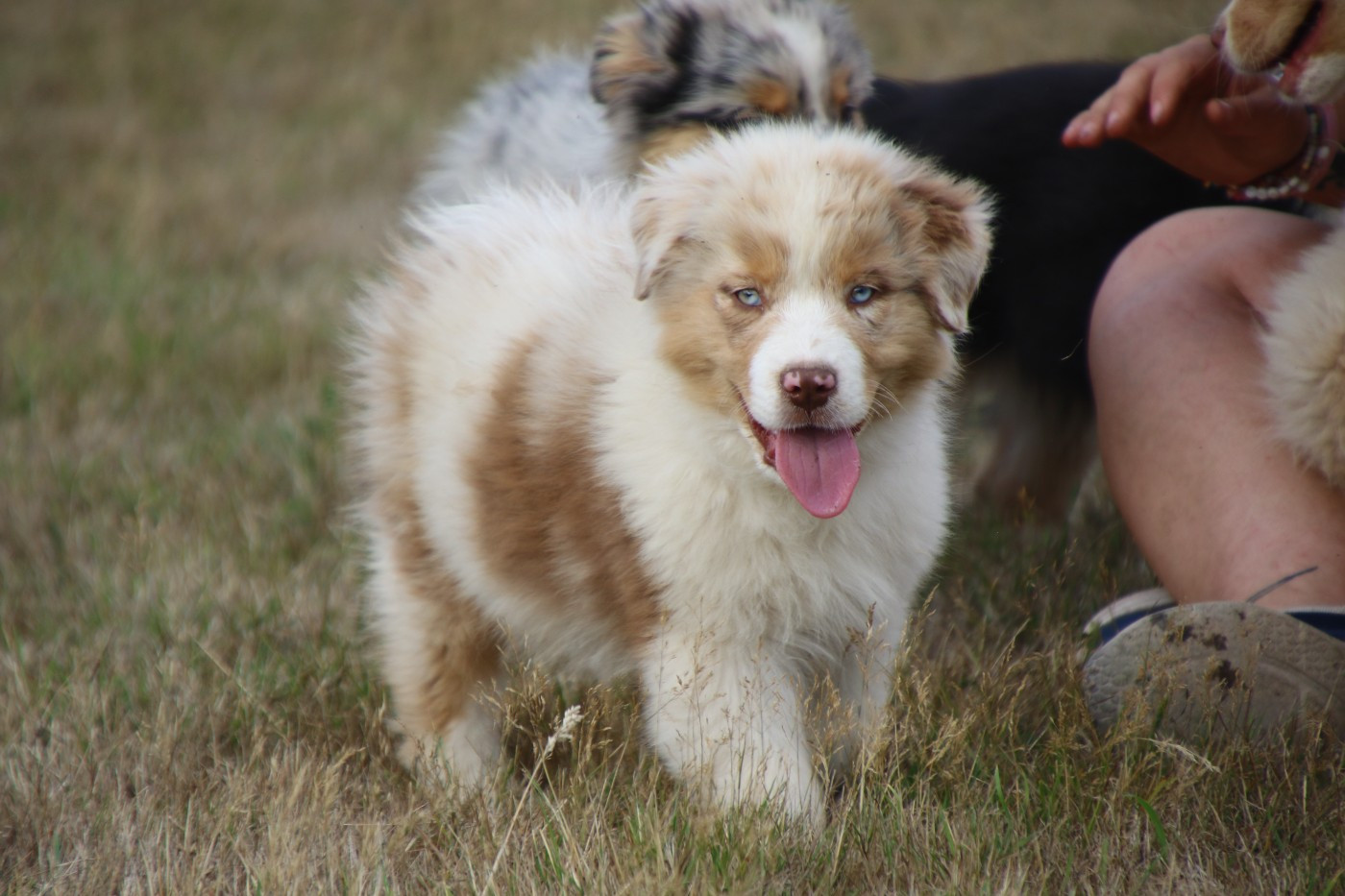 Du Domaine De La Canurie - Chiots disponibles - Berger Australien