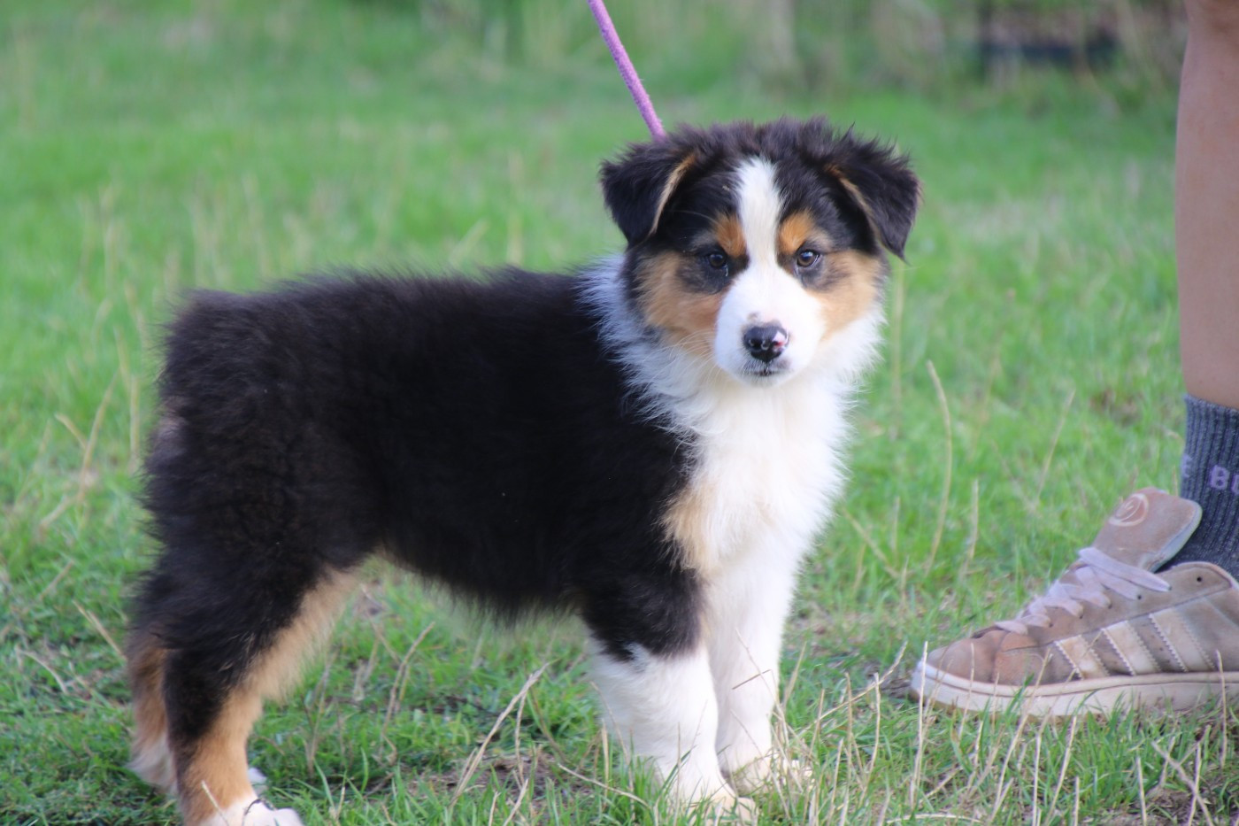 Du Domaine De La Canurie - Chiots disponibles - Berger Australien