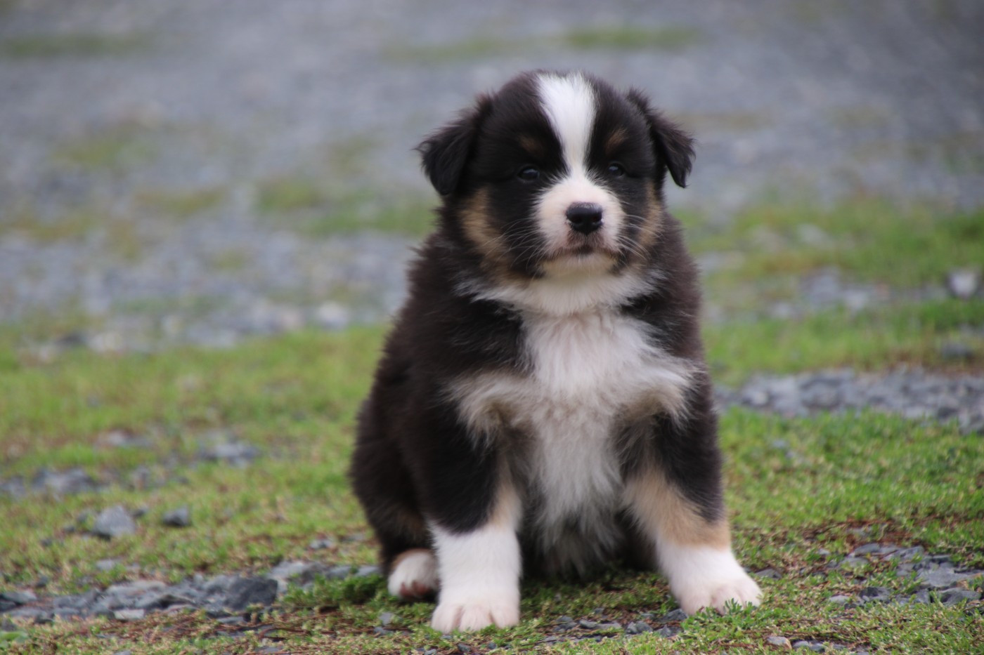 Du Domaine De La Canurie - Chiots disponibles - Berger Australien