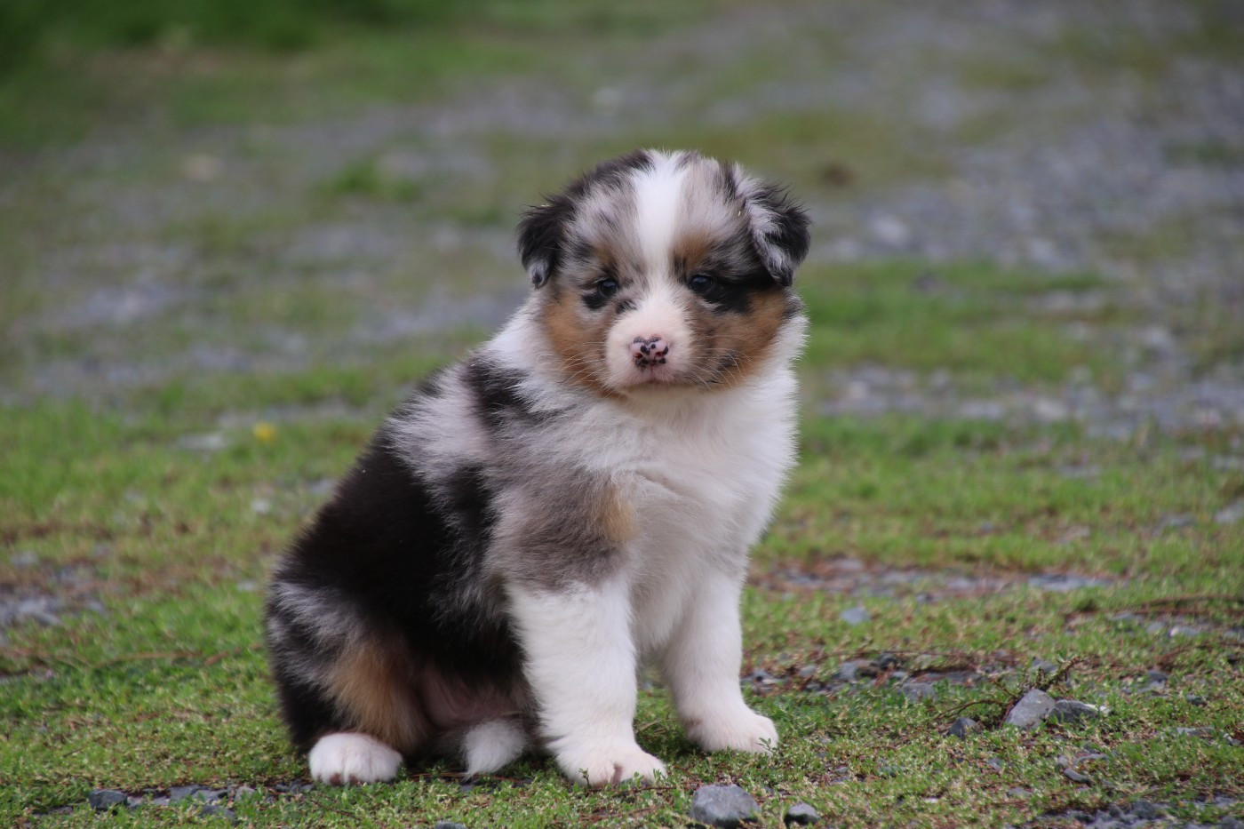 Du Domaine De La Canurie - Chiots disponibles - Berger Australien