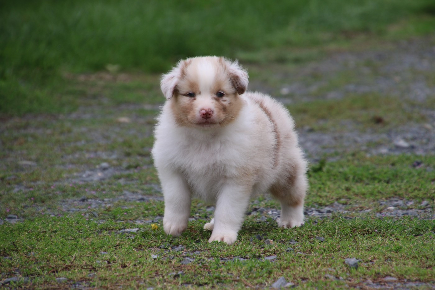 Du Domaine De La Canurie - Chiots disponibles - Berger Australien