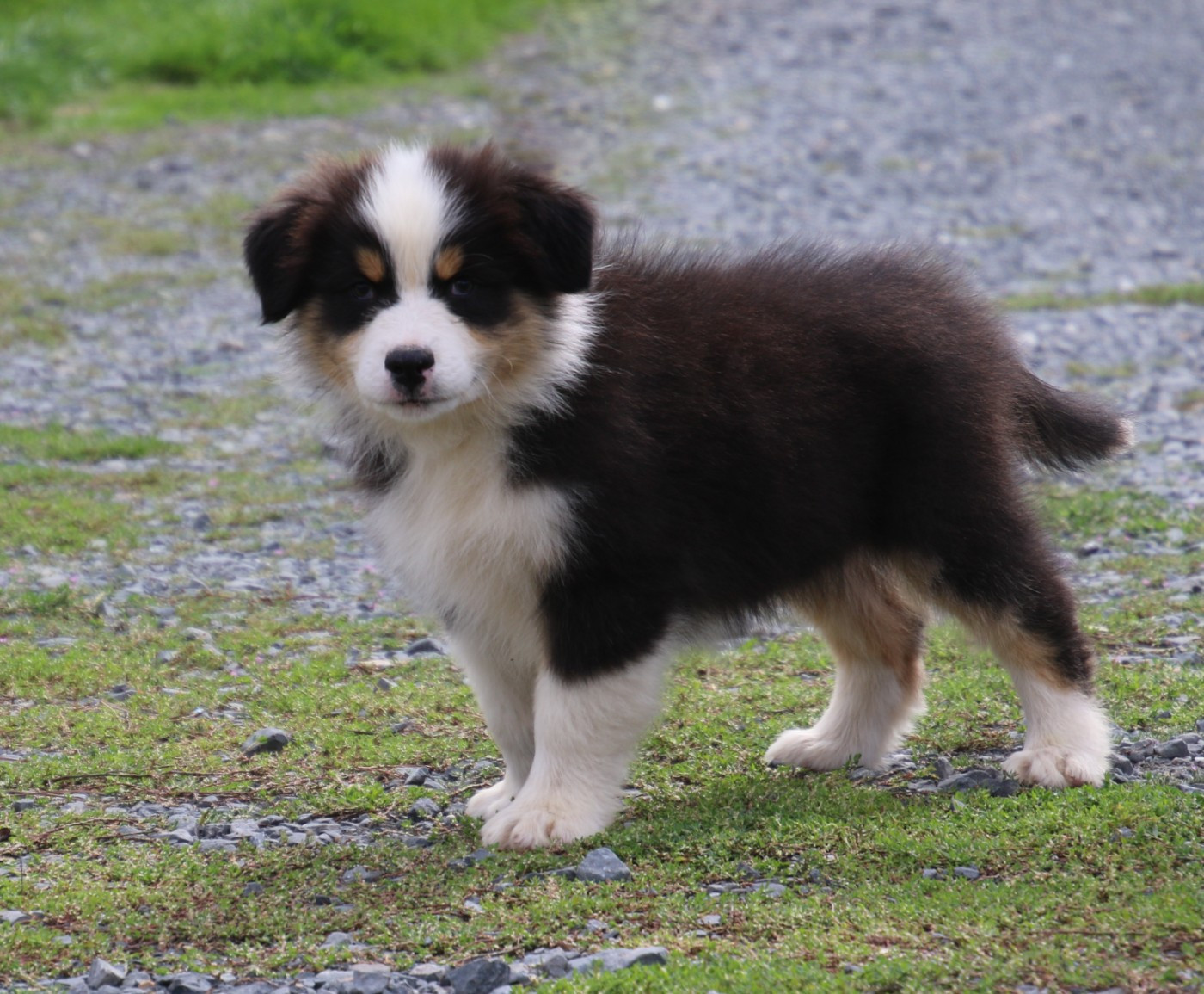 Du Domaine De La Canurie - Chiots disponibles - Berger Australien