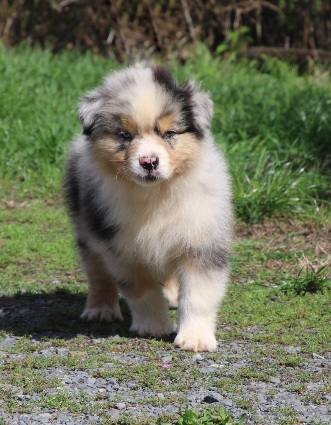 Du Domaine De La Canurie - Chiots disponibles - Berger Australien