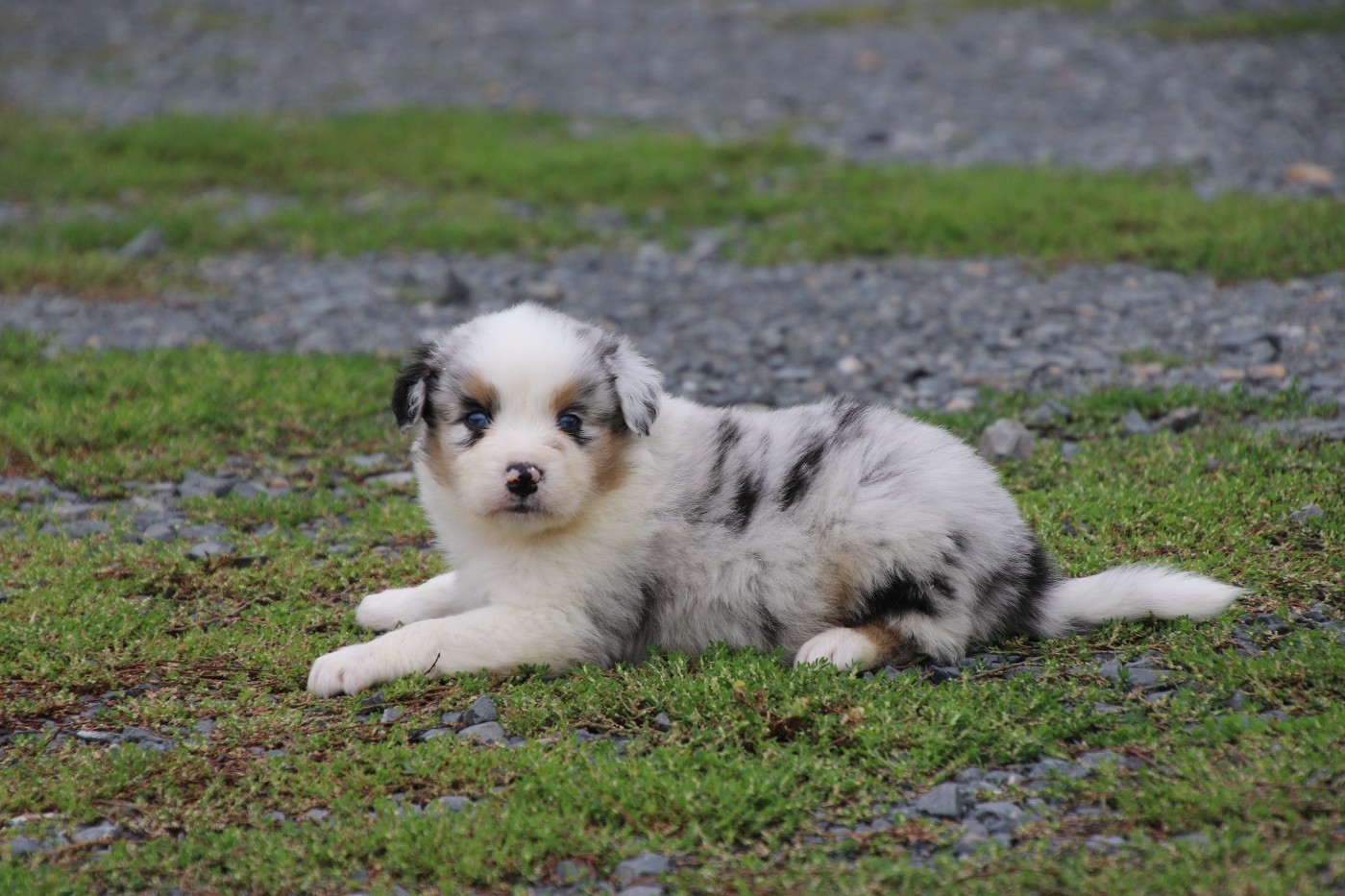 Du Domaine De La Canurie - Chiots disponibles - Berger Australien