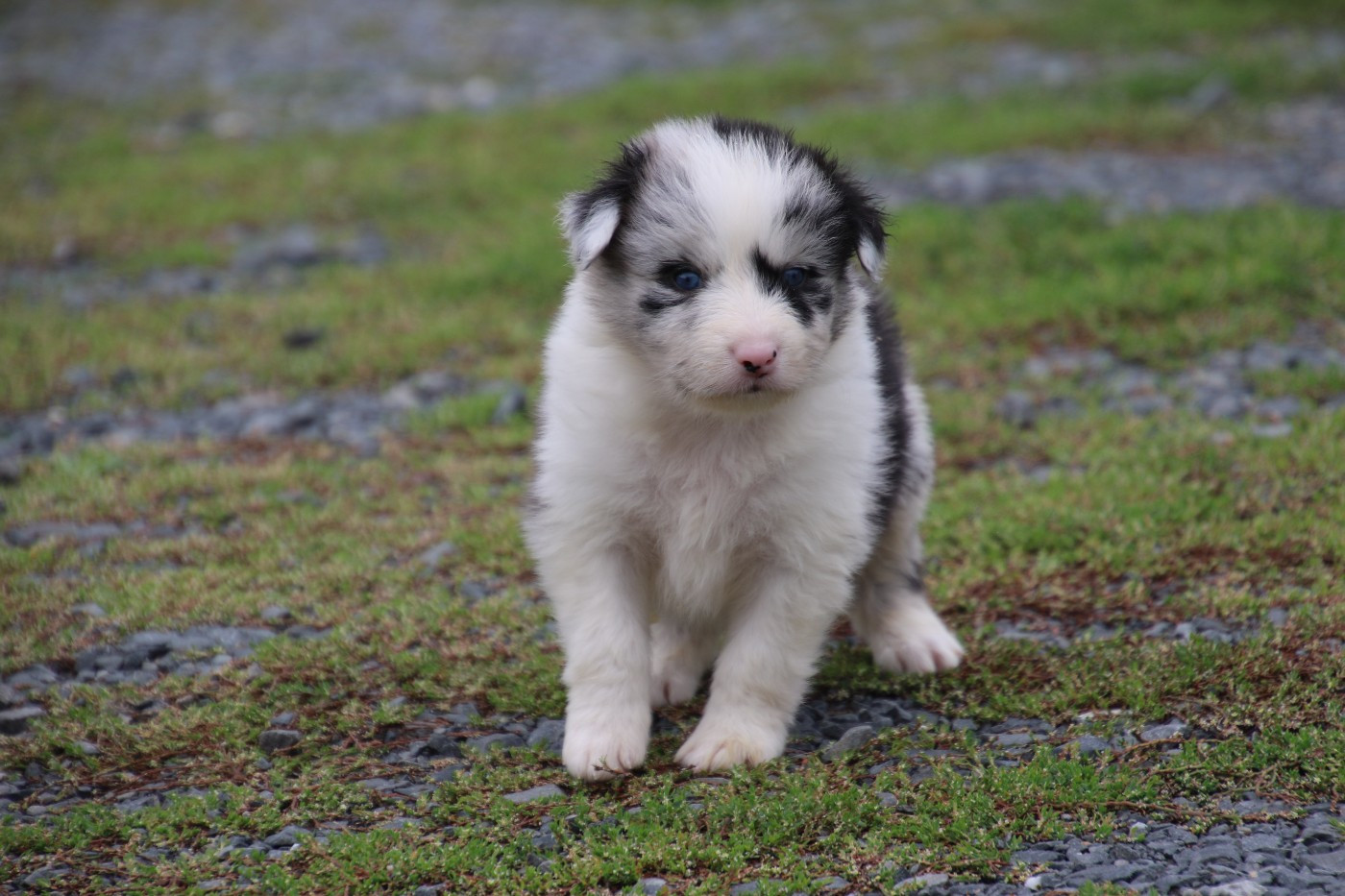 Du Domaine De La Canurie - Chiots disponibles - Berger Australien