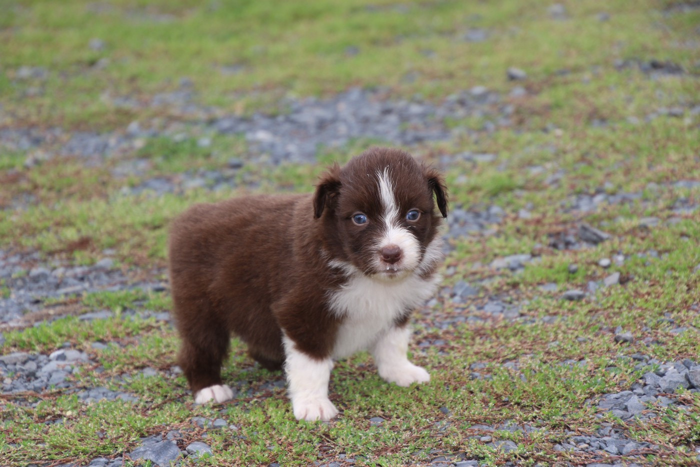 Du Domaine De La Canurie - Chiots disponibles - Berger Australien