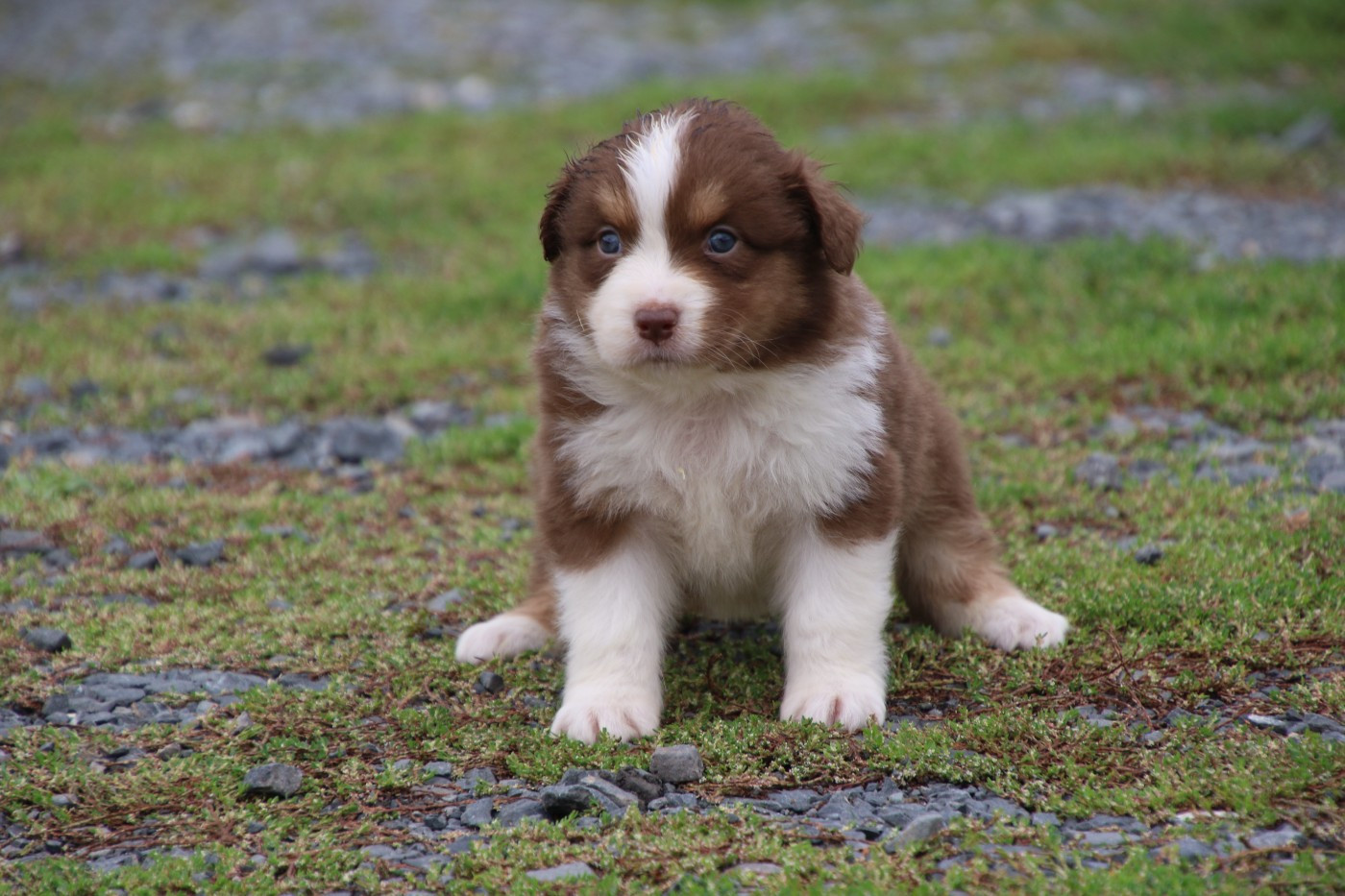 Du Domaine De La Canurie - Chiots disponibles - Berger Australien