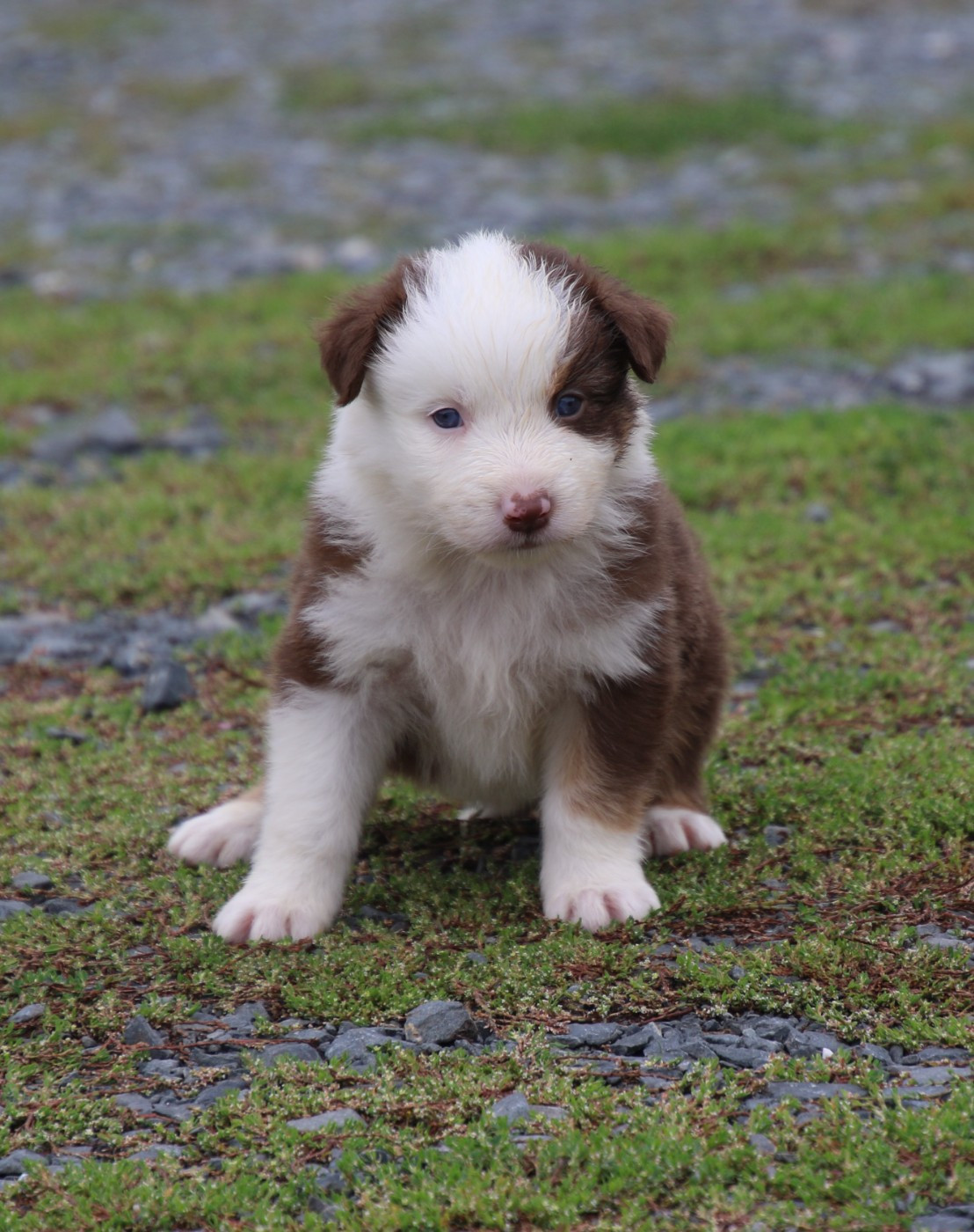 Du Domaine De La Canurie - Chiots disponibles - Berger Australien