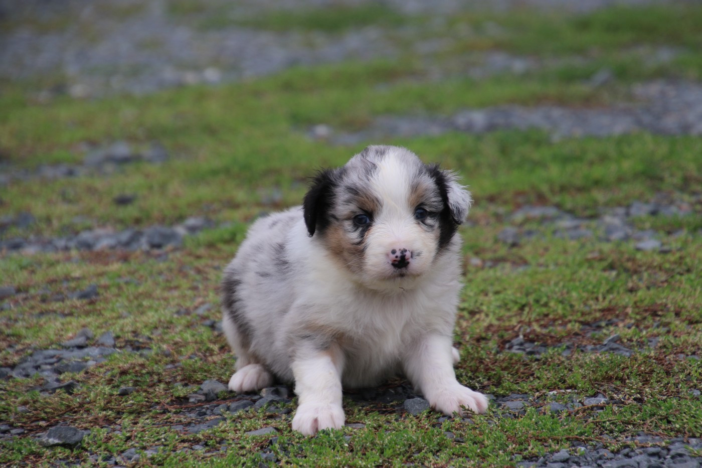 Du Domaine De La Canurie - Chiots disponibles - Berger Australien