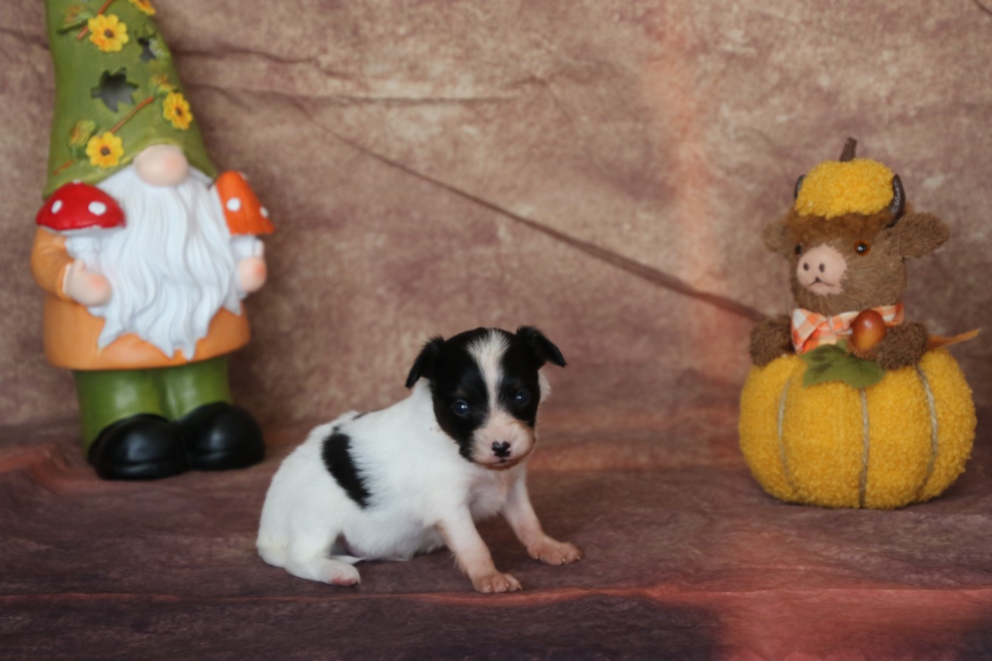 Du Domaine De La Canurie - Chiots disponibles - Epagneul nain Continental (Papillon)