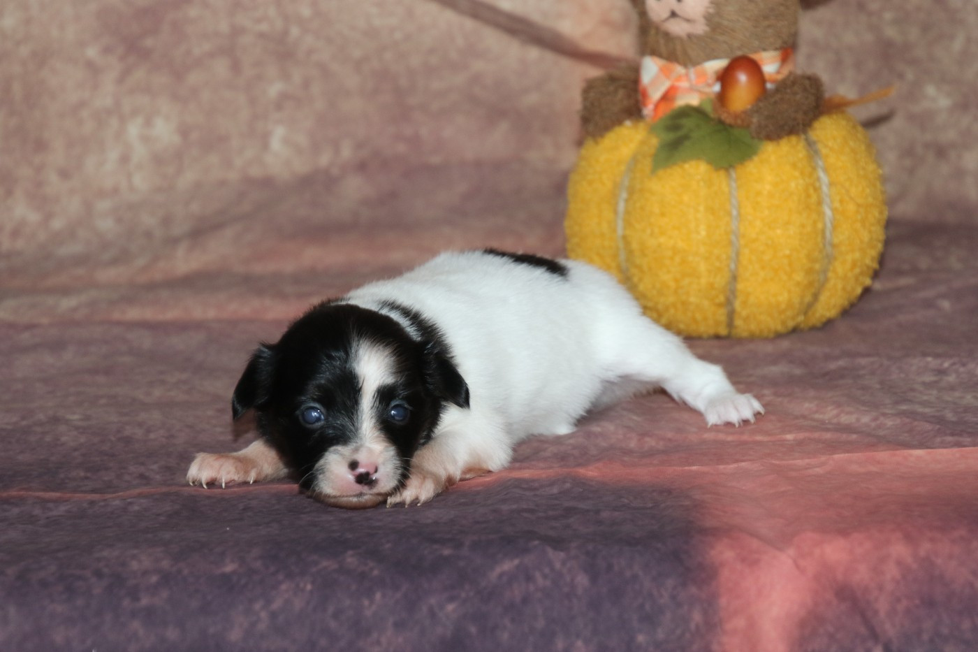 Du Domaine De La Canurie - Chiots disponibles - Epagneul nain Continental (Papillon)