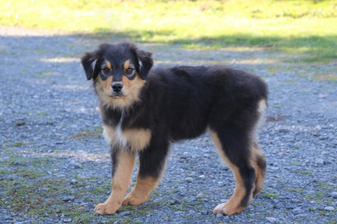 Du Domaine De La Canurie - Chiots disponibles - Berger Australien
