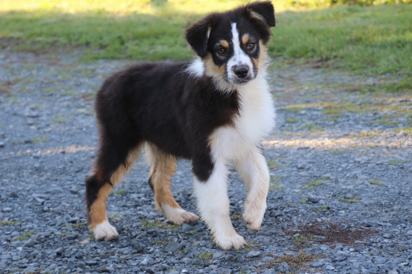Du Domaine De La Canurie - Chiots disponibles - Berger Australien