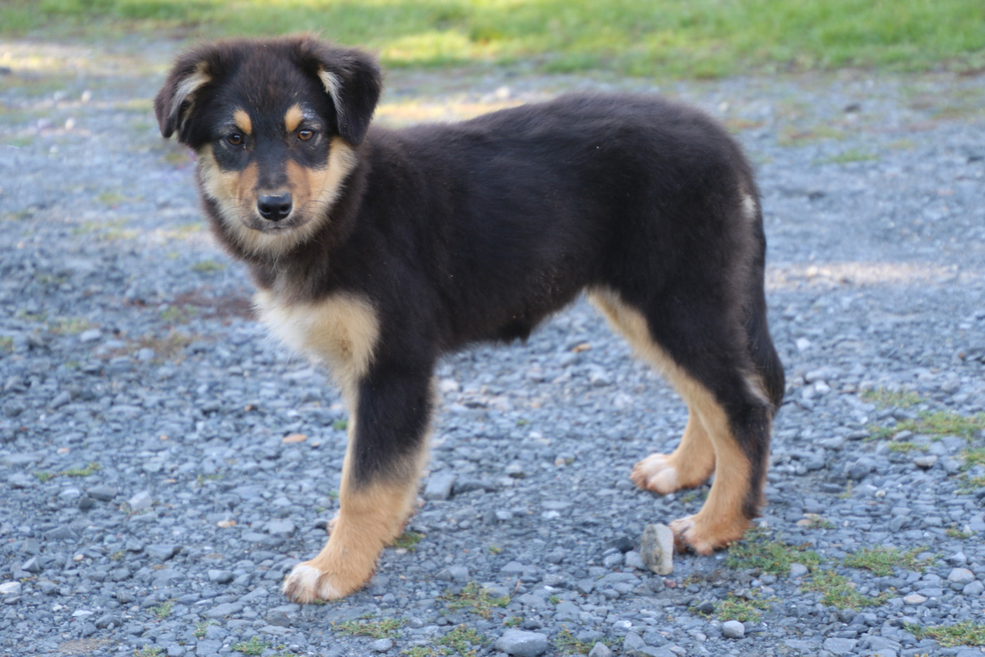 Du Domaine De La Canurie - Chiots disponibles - Berger Australien