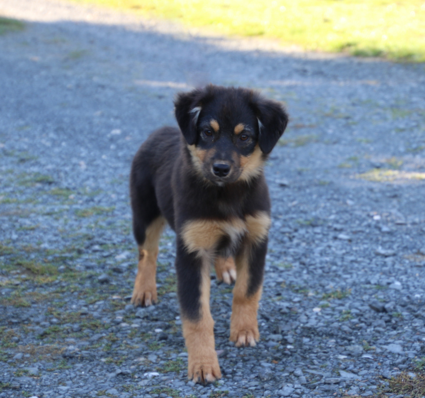 Du Domaine De La Canurie - Chiots disponibles - Berger Australien