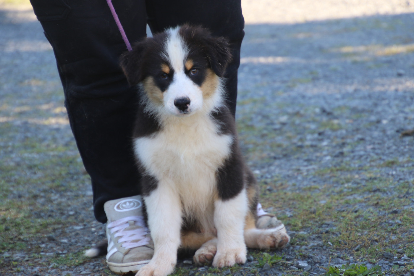 Du Domaine De La Canurie - Chiots disponibles - Berger Australien