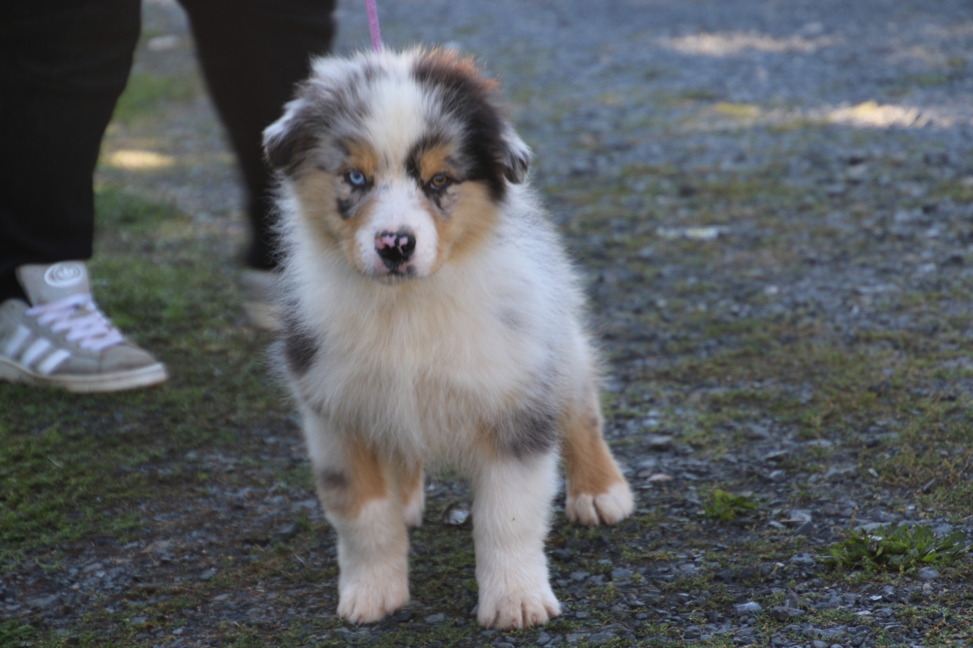 Du Domaine De La Canurie - Chiots disponibles - Berger Australien
