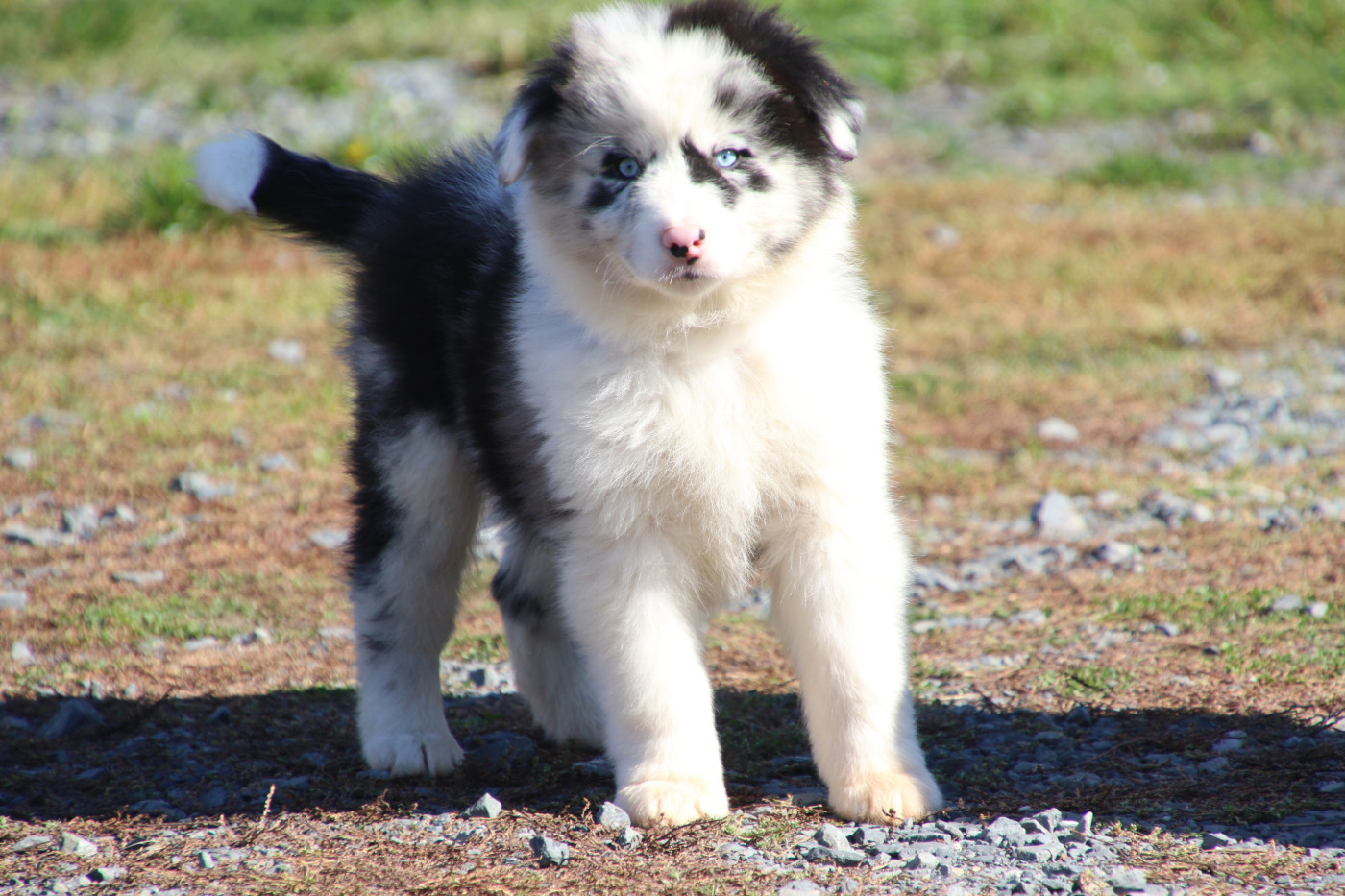 Du Domaine De La Canurie - Chiots disponibles - Berger Australien