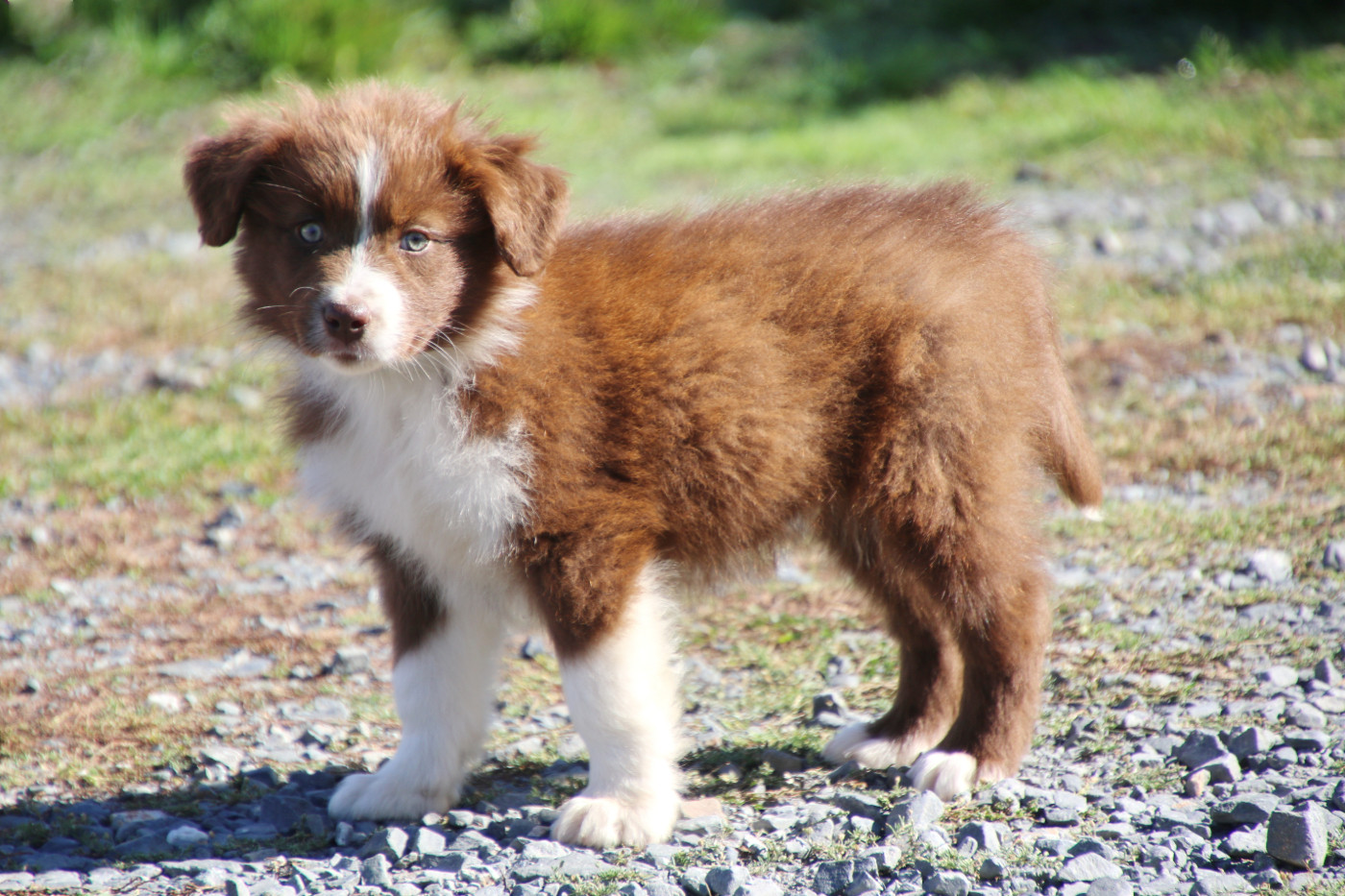 Du Domaine De La Canurie - Chiots disponibles - Berger Australien