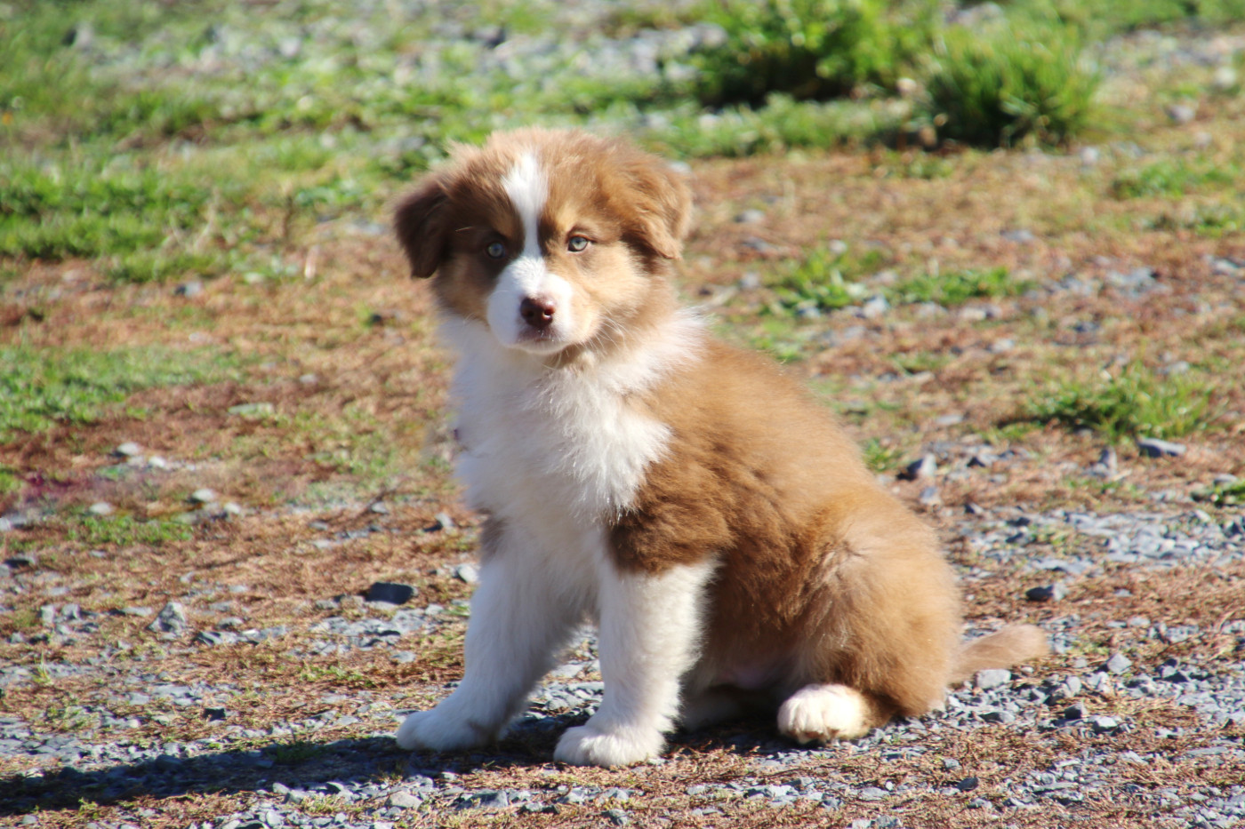 Du Domaine De La Canurie - Chiots disponibles - Berger Australien