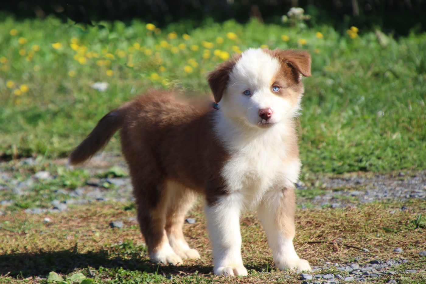 Du Domaine De La Canurie - Chiots disponibles - Berger Australien