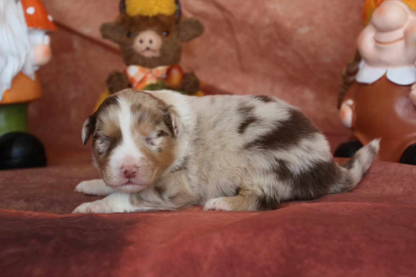 Du Domaine De La Canurie - Chiots disponibles - Berger Australien