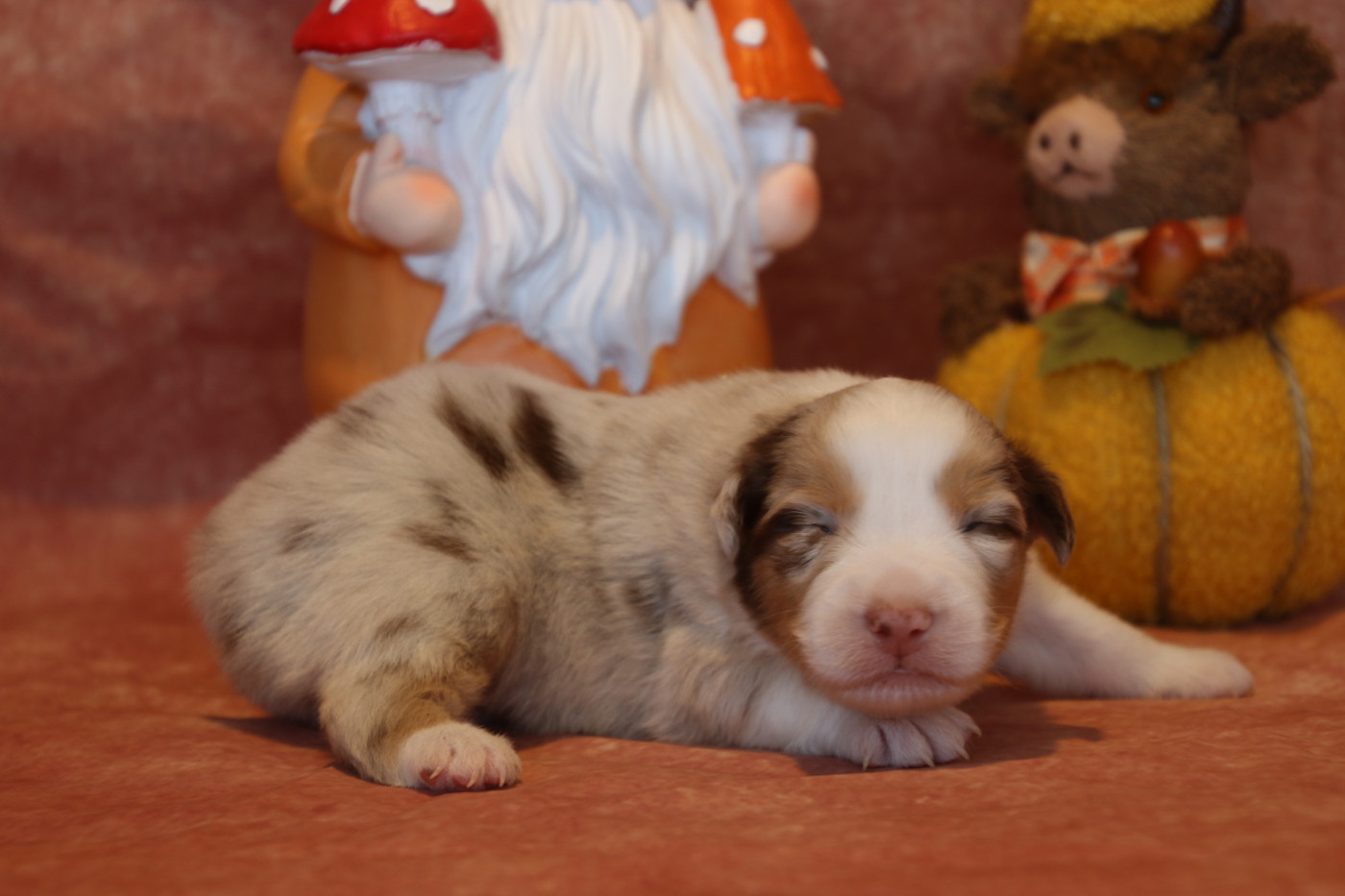 Du Domaine De La Canurie - Chiots disponibles - Berger Australien