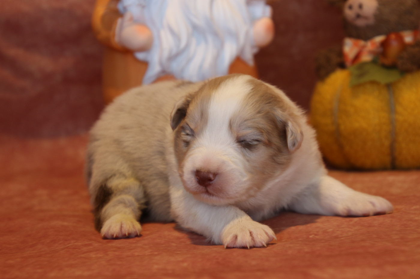 Du Domaine De La Canurie - Chiots disponibles - Berger Australien