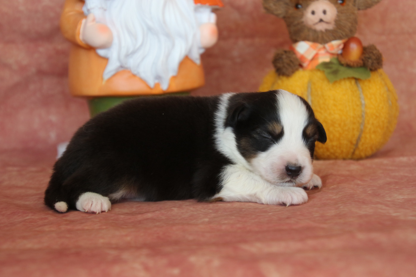 Du Domaine De La Canurie - Chiots disponibles - Berger Australien