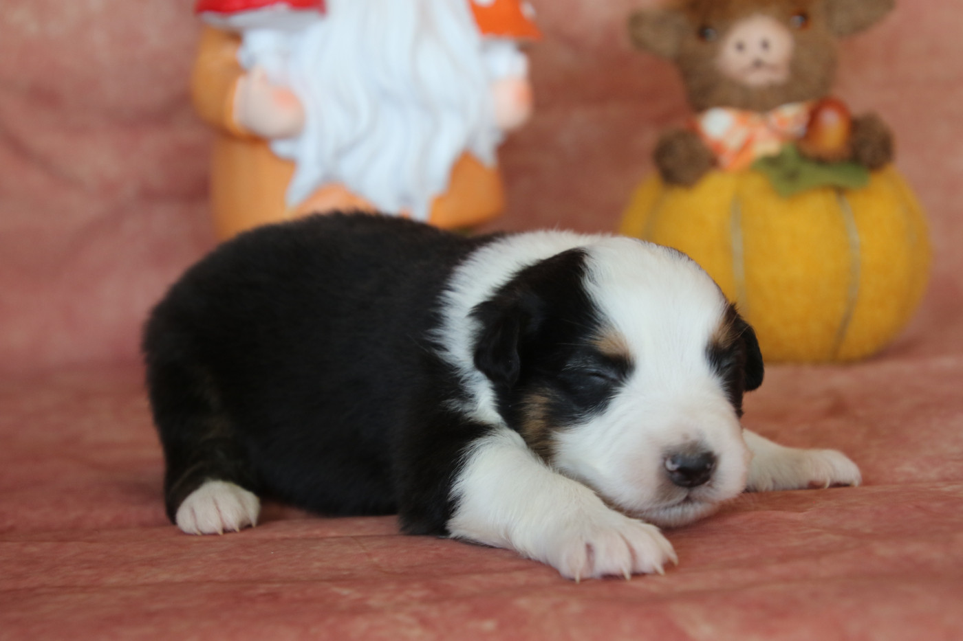 Du Domaine De La Canurie - Chiots disponibles - Berger Australien