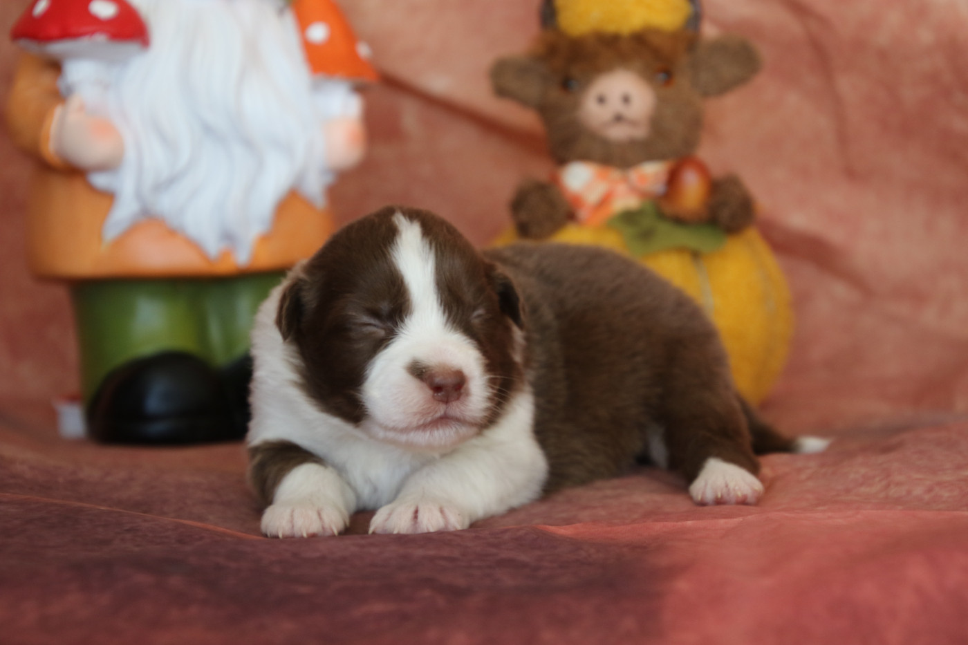 Du Domaine De La Canurie - Chiots disponibles - Berger Australien