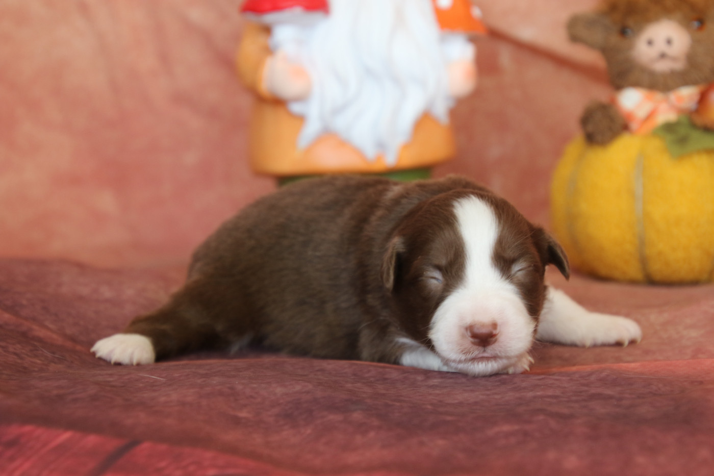 Du Domaine De La Canurie - Chiots disponibles - Berger Australien