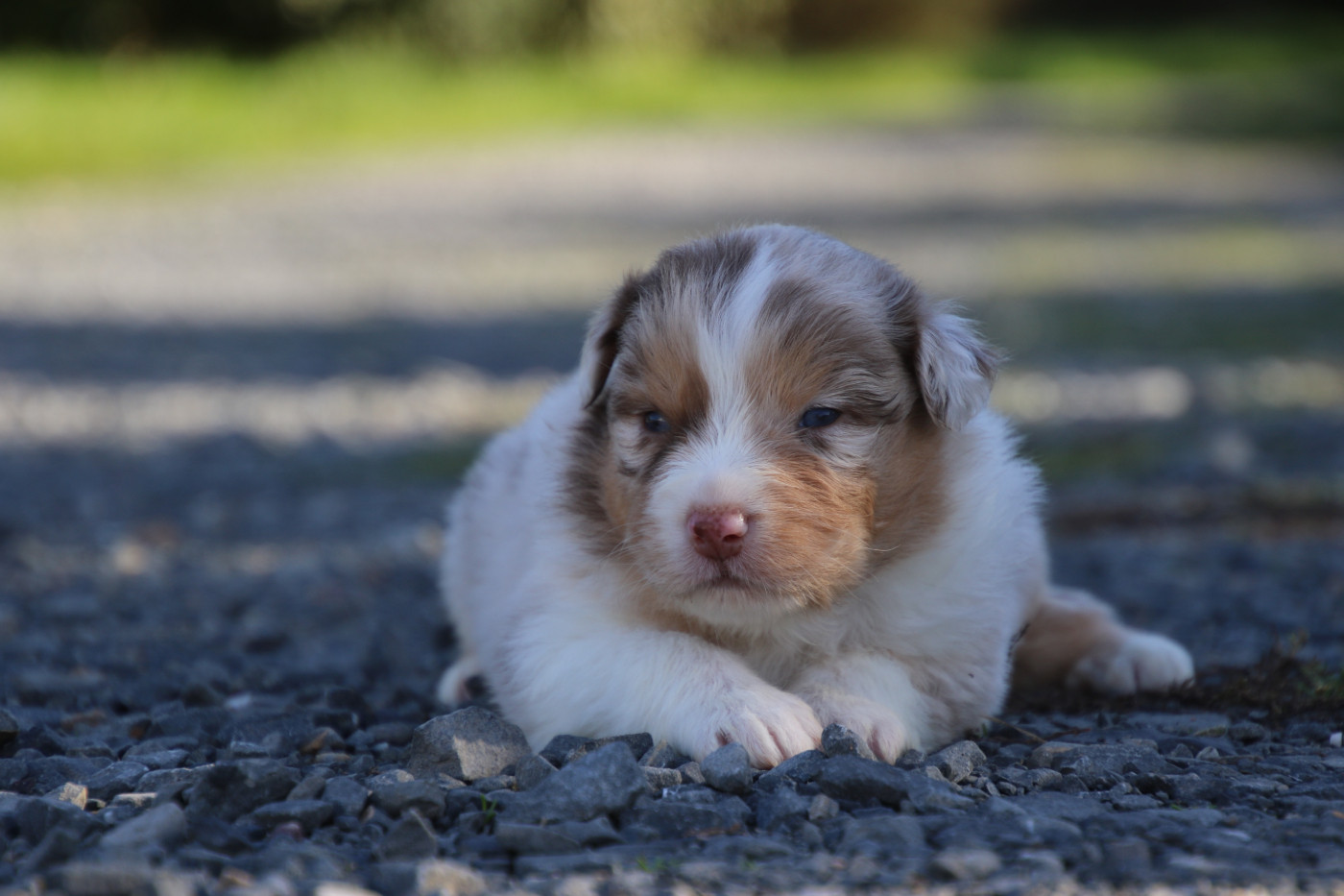 Du Domaine De La Canurie - Chiots disponibles - Berger Australien