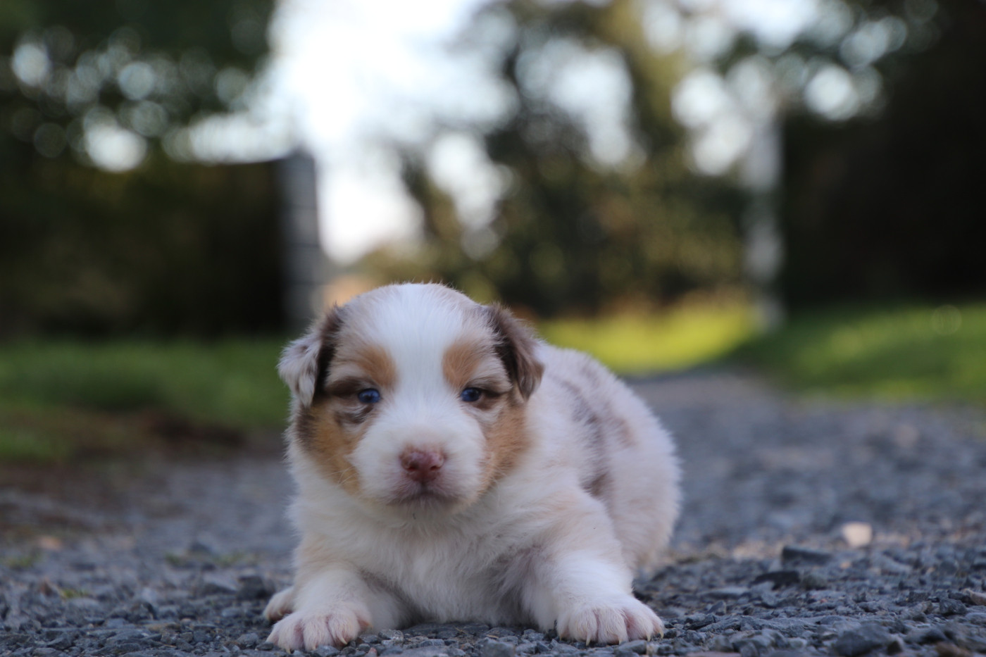 Du Domaine De La Canurie - Chiots disponibles - Berger Australien