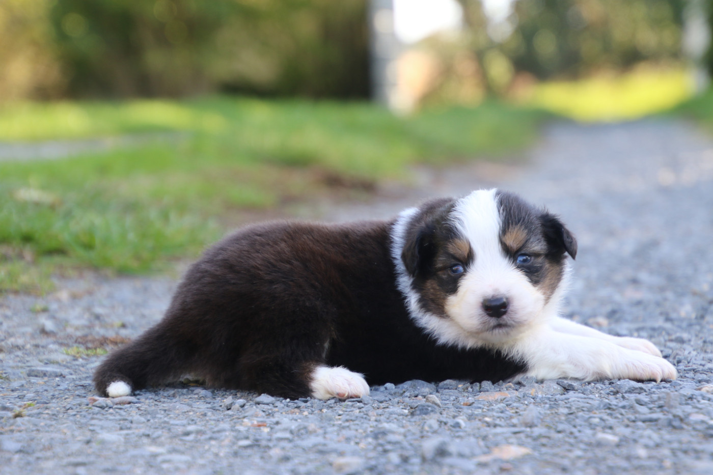 Du Domaine De La Canurie - Chiots disponibles - Berger Australien