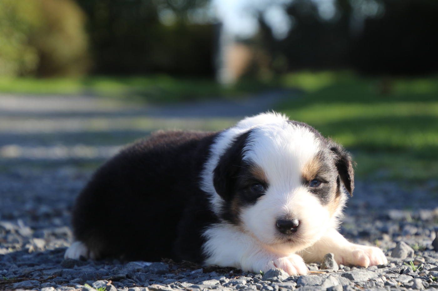 Du Domaine De La Canurie - Chiots disponibles - Berger Australien