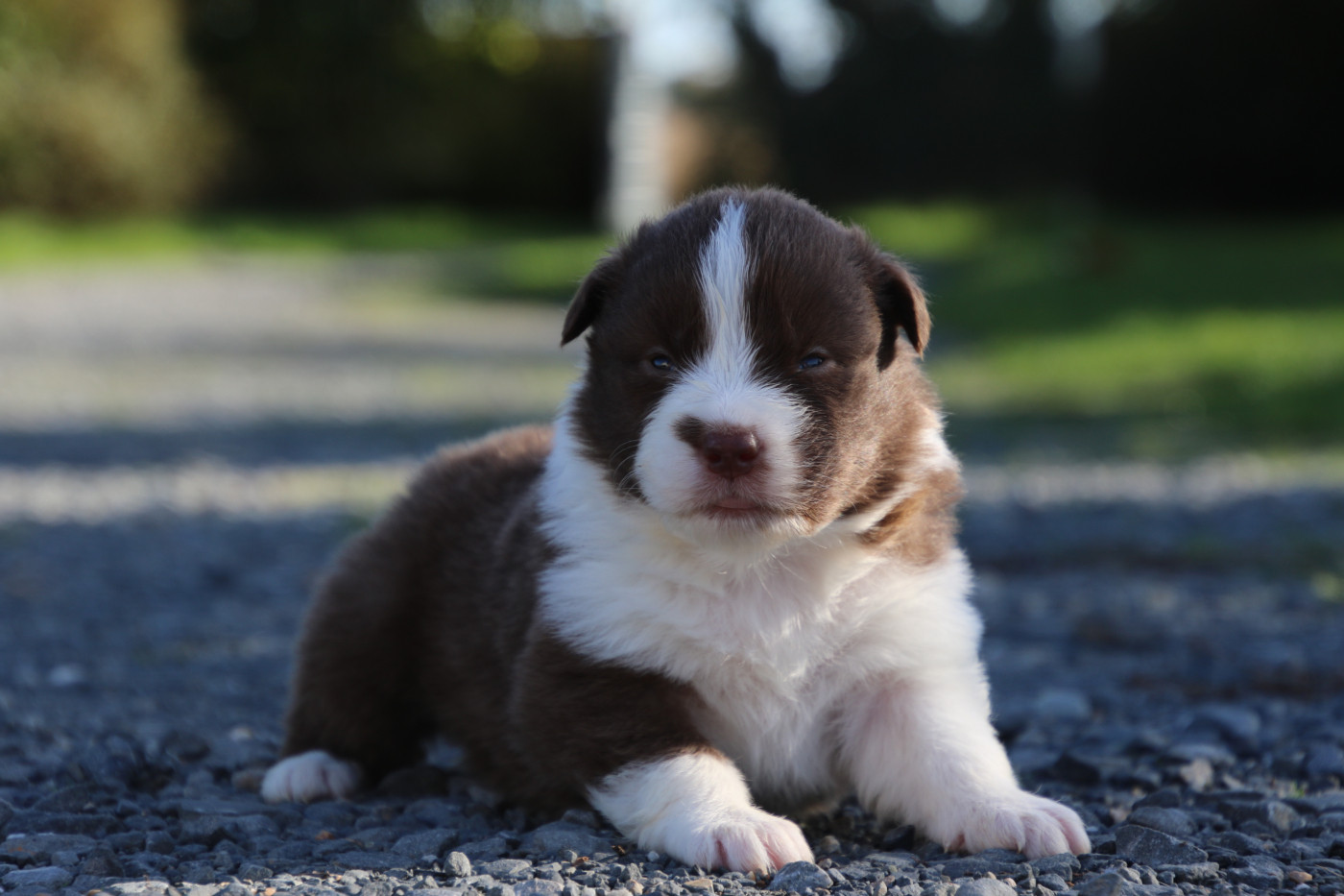 Du Domaine De La Canurie - Chiots disponibles - Berger Australien