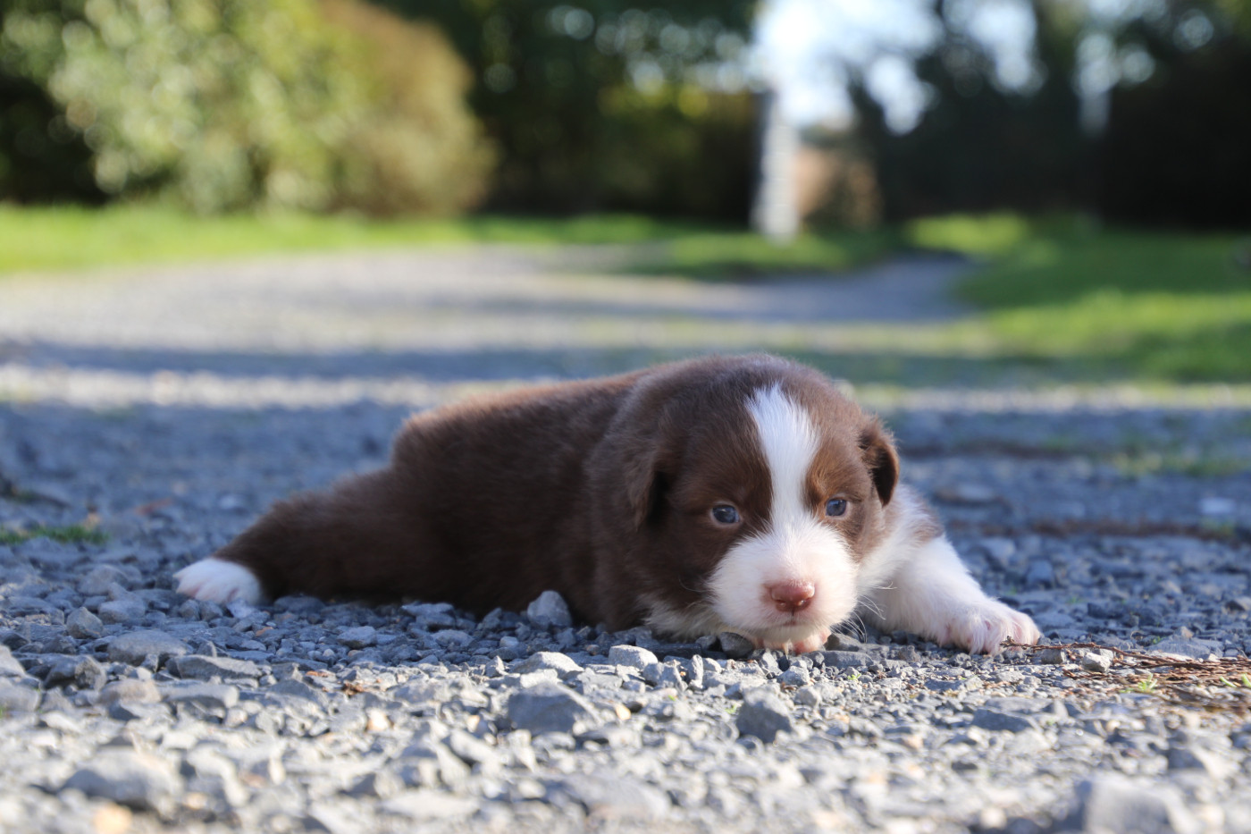 Du Domaine De La Canurie - Chiots disponibles - Berger Australien