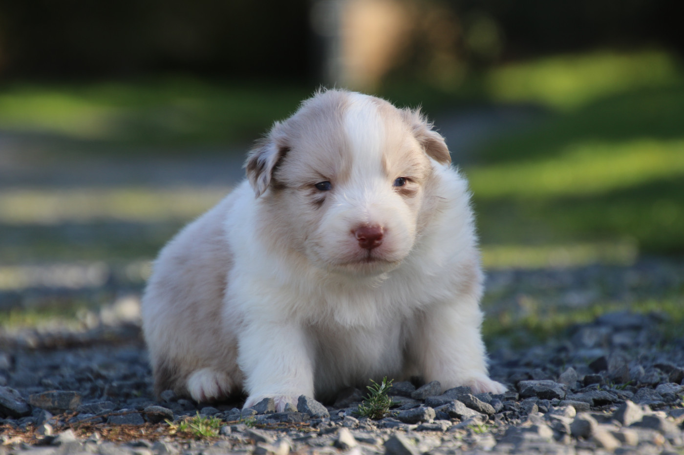 Du Domaine De La Canurie - Chiots disponibles - Berger Australien