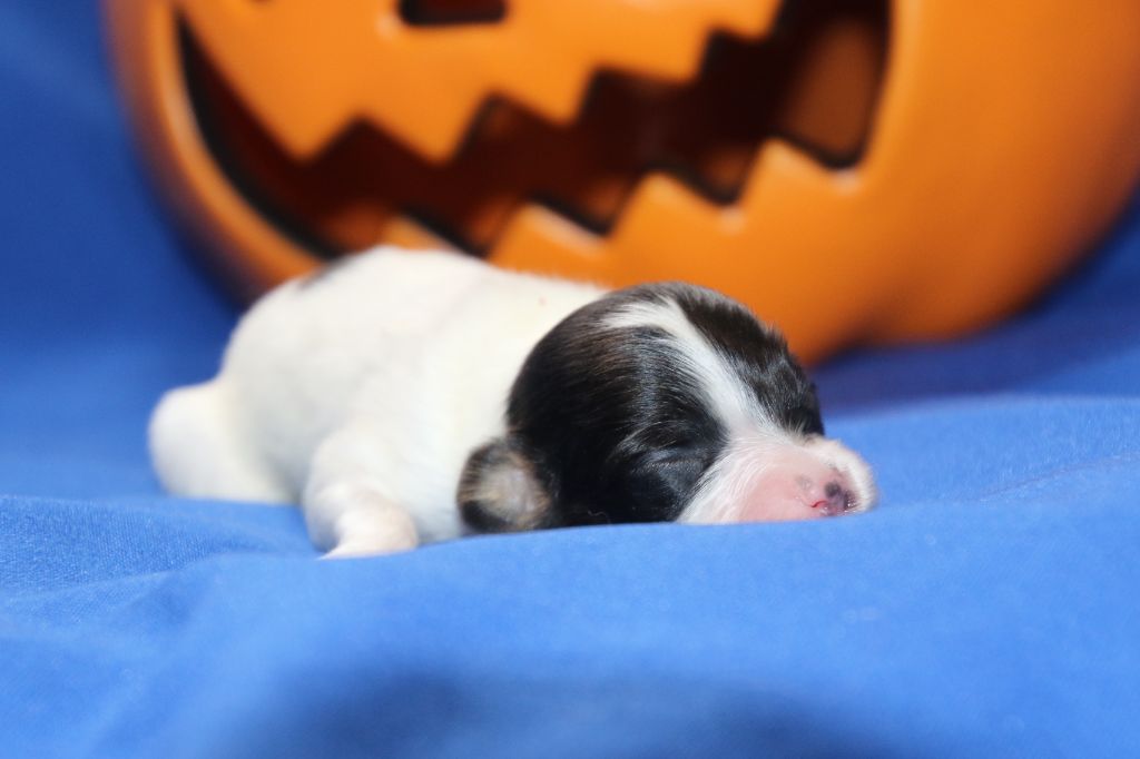 Du Domaine De La Canurie - Chiots disponibles - Epagneul nain Continental (Papillon)
