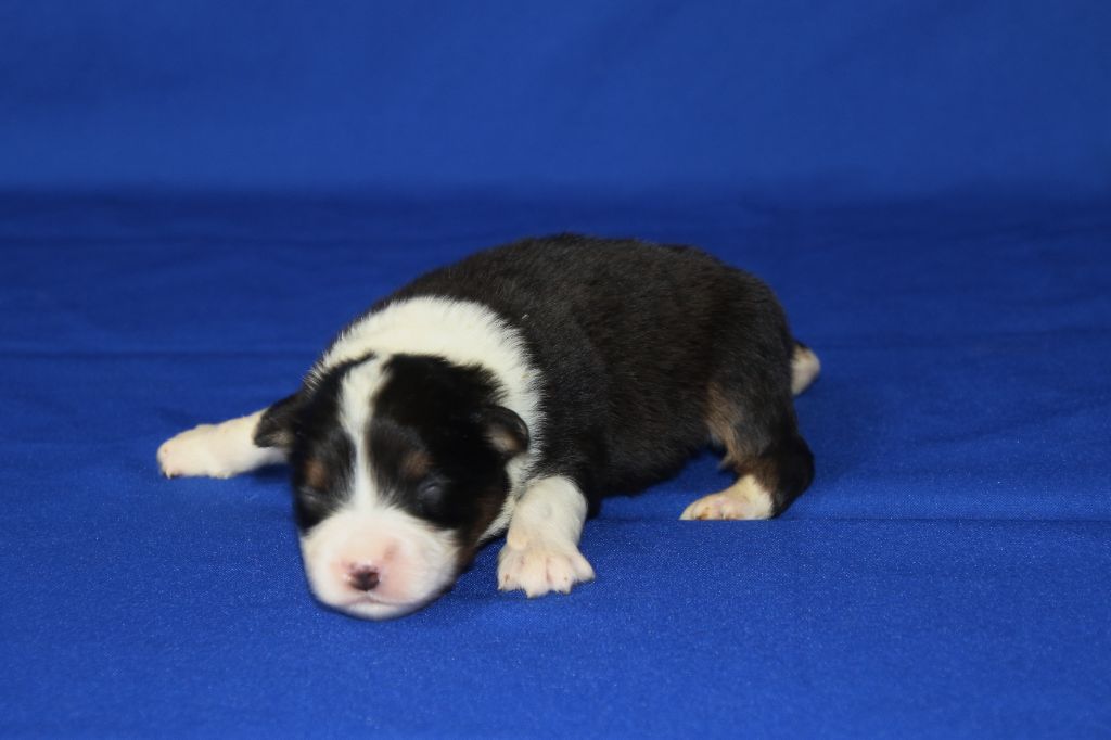 Du Domaine De La Canurie - Chiots disponibles - Berger Australien