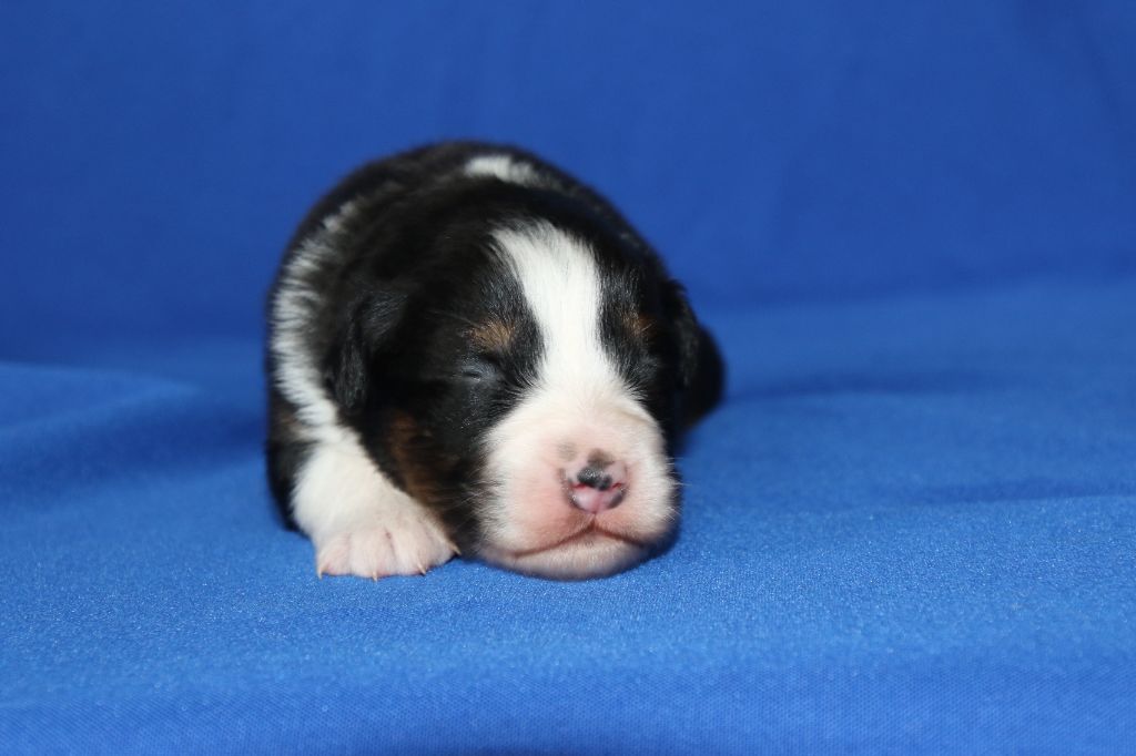 Du Domaine De La Canurie - Chiots disponibles - Berger Australien