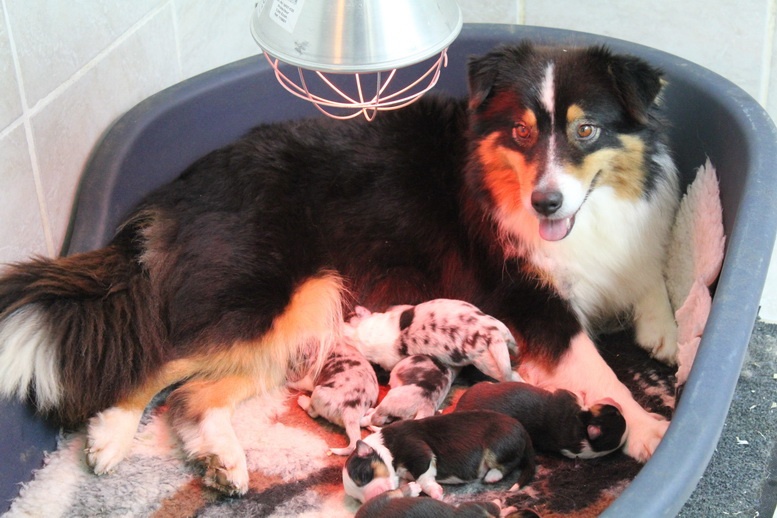 Chiot Berger Australien Du Domaine De La Canurie