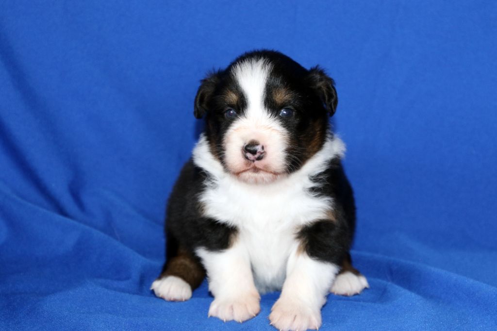 Du Domaine De La Canurie - Chiots disponibles - Berger Australien